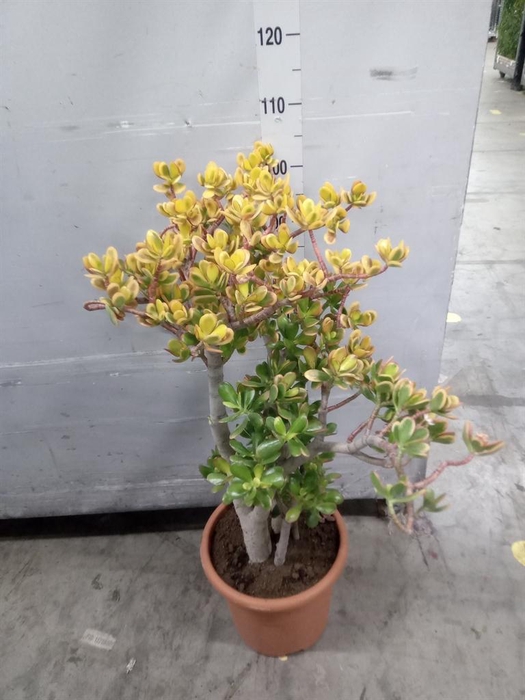 <h4>Crassula ovata 'Sunset'</h4>