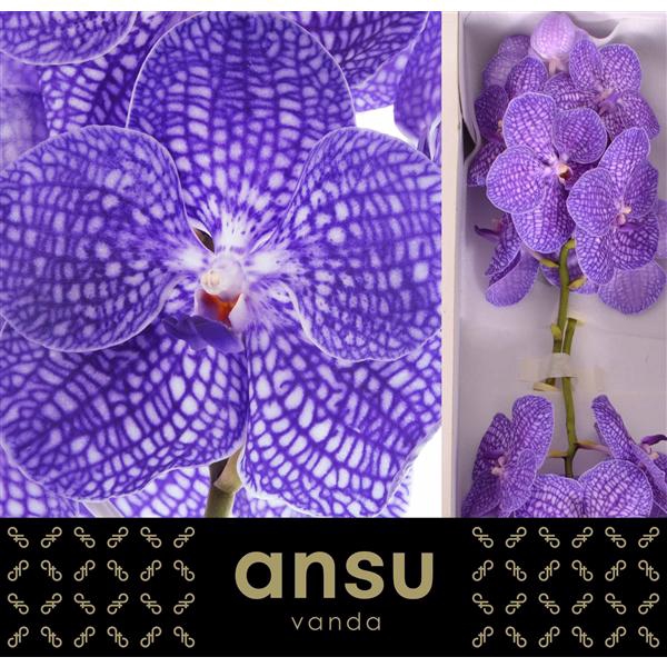<h4>Vanda Kanchana Indigo X16</h4>