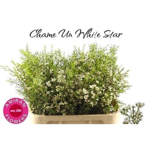 Chame Un White Star