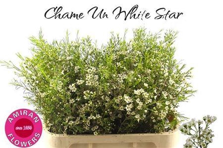 <h4>Chame Un White Star</h4>