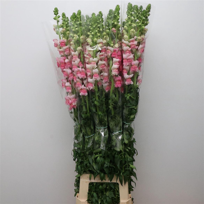 <h4>Antir Op Bicolour Extra X L</h4>