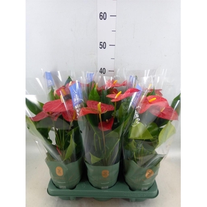 Anthurium andr. 'Karma Red'