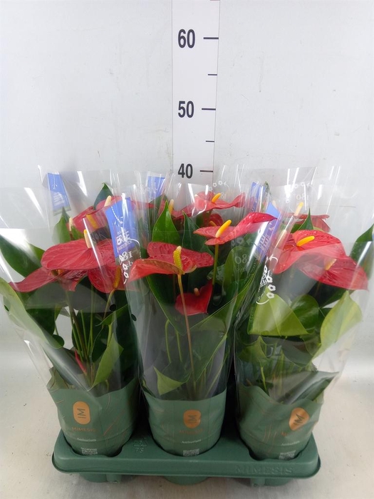 <h4>Anthurium andr. 'Karma Red'</h4>