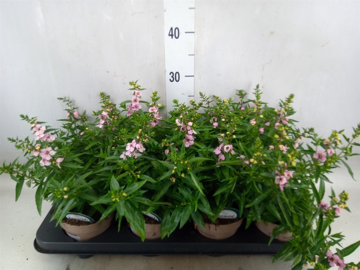 <h4>Angelonia  'Serena Purple'</h4>