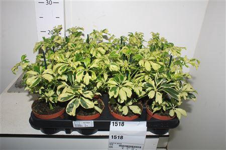 <h4>Schef Ar Janine</h4>