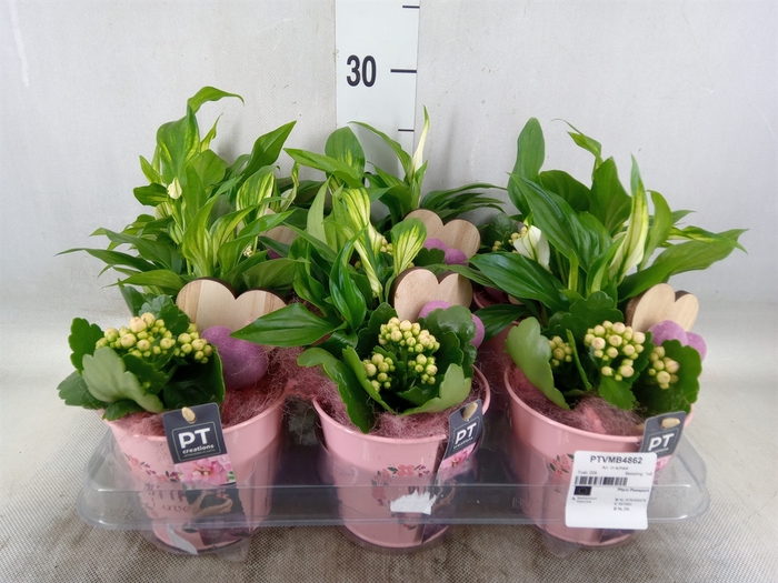 <h4>Arr.   Planten L%</h4>