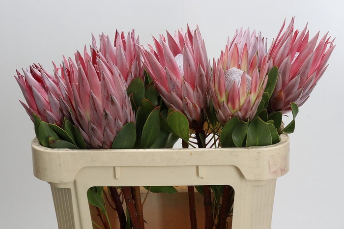 <h4>Protea Cynaroides</h4>