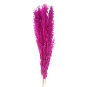 Dried Cortaderia Lao Grass Bleached Cerise P Stem