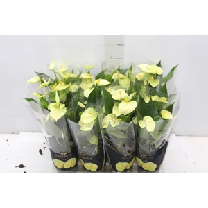 ANTHURIUM VANILLA P09 PREMIUM