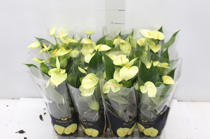 <h4>ANTHURIUM VANILLA P09 PREMIUM</h4>