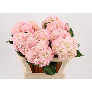 Hydr M Light Pink Tint 65cm