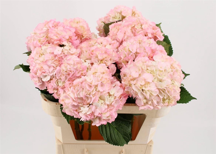 <h4>Hydr M Light Pink Tint 65cm</h4>