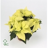 EUPHOR P LEMON SNOW