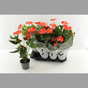 ANTHU AN SIER ORANGE