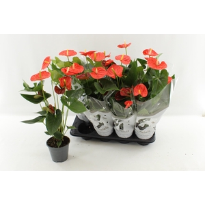 ANTHU AN SIER ORANGE