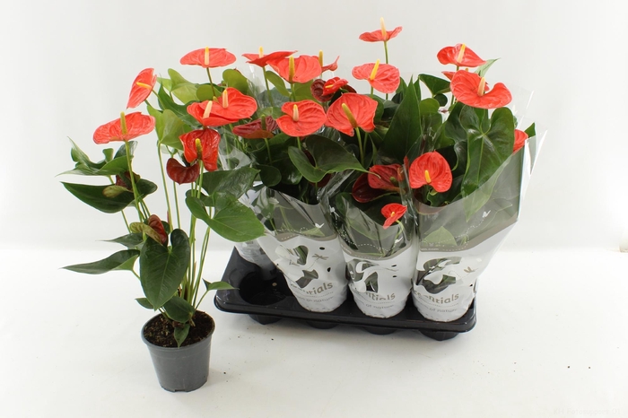 <h4>ANTHU AN SIER ORANGE</h4>