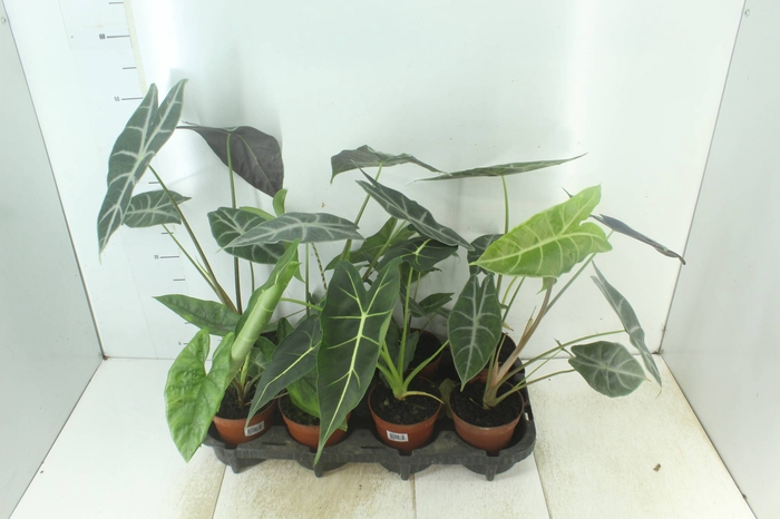 <h4>ALOCASIA P12</h4>