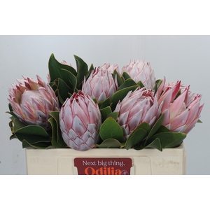 Protea Cynaroides