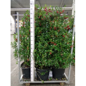 Ilex aquifolium 'J.C. van Tol'