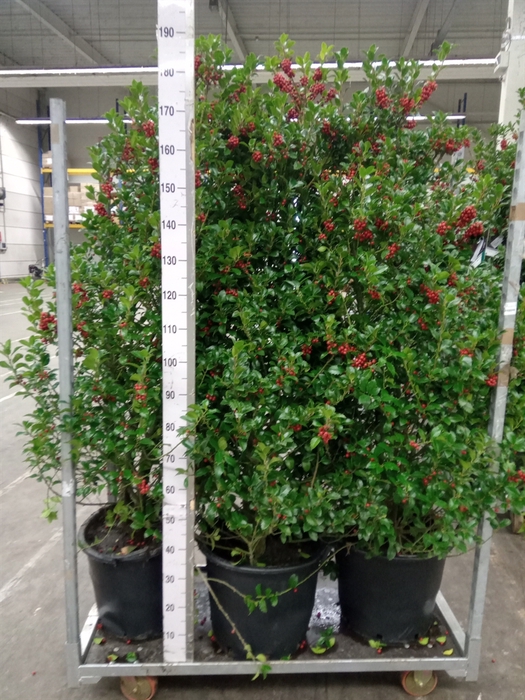 <h4>Ilex aquifolium 'J.C. van Tol'</h4>