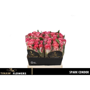 R GR SPARK CONDOR