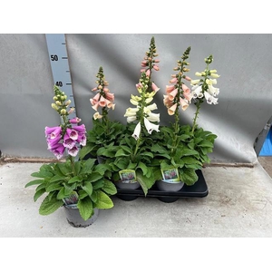DIGI PURPUREA
