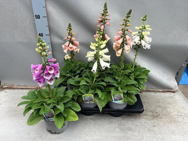 <h4>DIGI PURPUREA</h4>