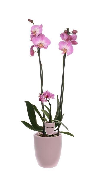 <h4>Hugo Silver Pink Phal Roze 2T+ Tiny Dolls 1T</h4>