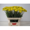 Achillea F Park Variety Akershoek