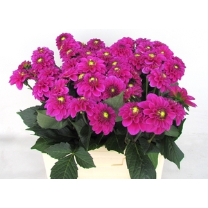 Dahlia Ball Purple Fox Koppert