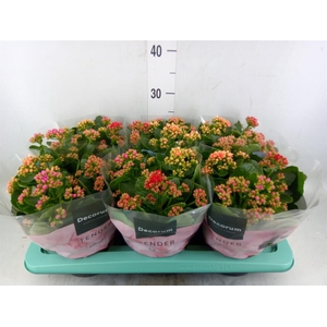 Kalanchoe blos.   ..rosebud mix/pot