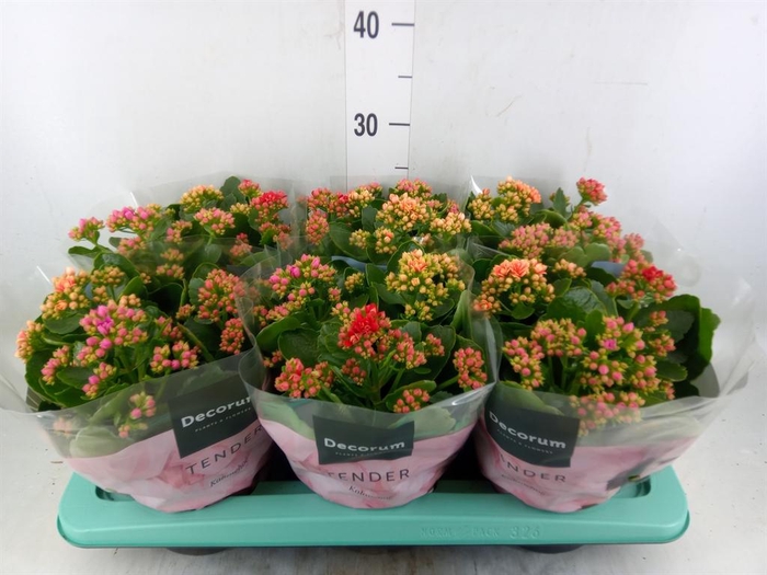 <h4>Kalanchoe blos. ..rosebud mix/pot</h4>