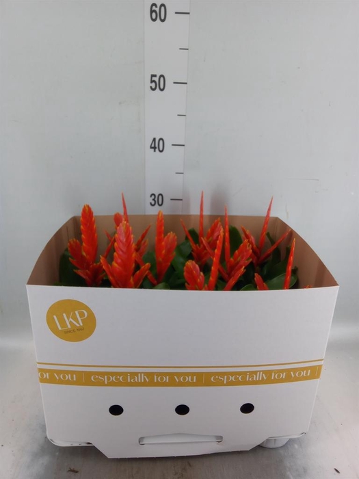 <h4>Vriesea  'Sparkle'</h4>