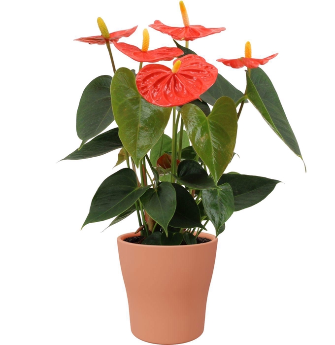 <h4>Anthurium Stilo in Alicante ceramics</h4>