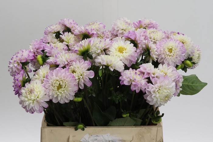 <h4>Dahlia (Ball Grp) 'Genova'</h4>
