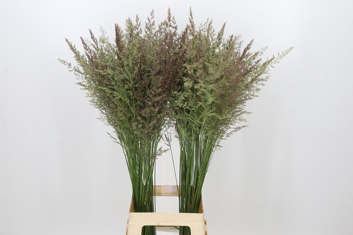 <h4>Calamagrostis Brachytricha</h4>