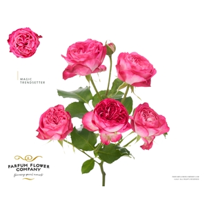 Rosa Spray Magic Trendsetter