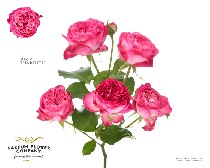 <h4>Rosa Spray Magic Trendsetter</h4>