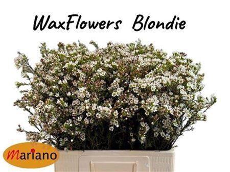 <h4>Chame Blondie</h4>