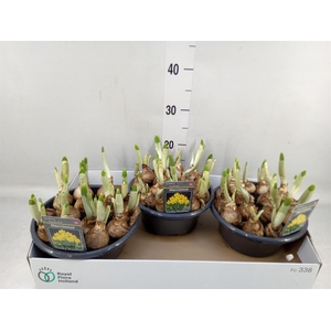 Narcissus TR 'Lucky Number'