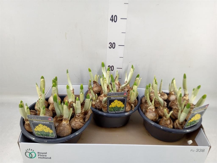 <h4>Narcissus TR 'Lucky Number'</h4>