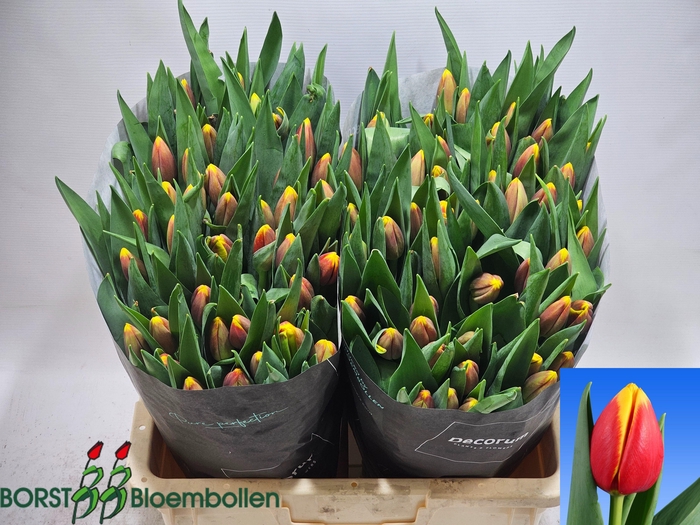 <h4>TU EN READY</h4>