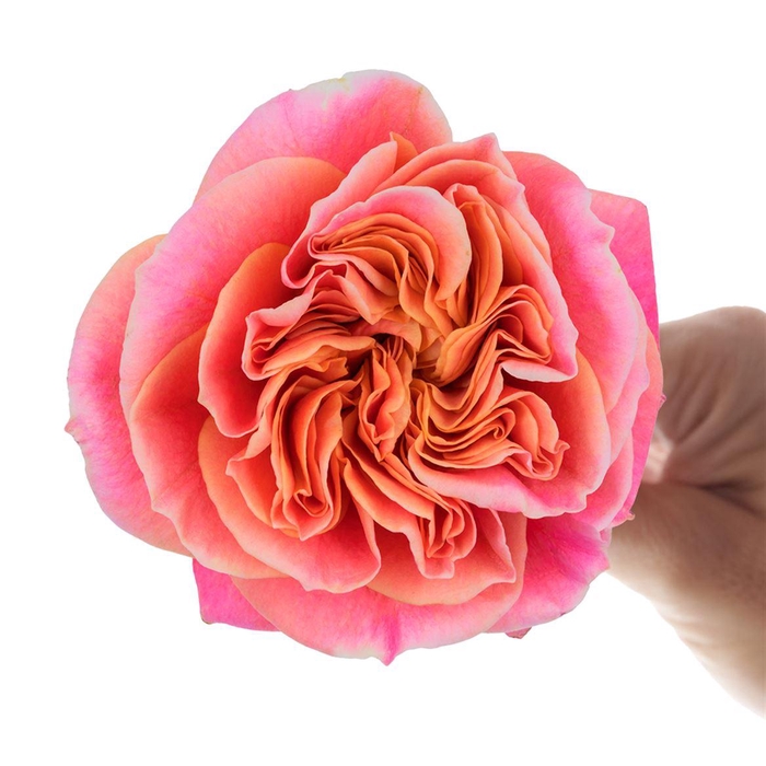 <h4>R Gr Nubella</h4>