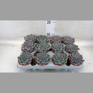 Echeveria  'Hercules'