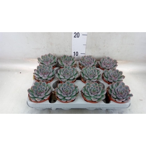 Echeveria  'Hercules'