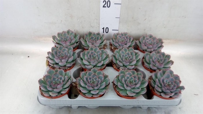 <h4>Echeveria  'Hercules'</h4>