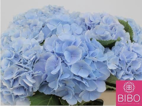 <h4>HYDR M CH VERENA BL</h4>