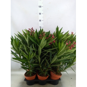 Nerium oleander   ...