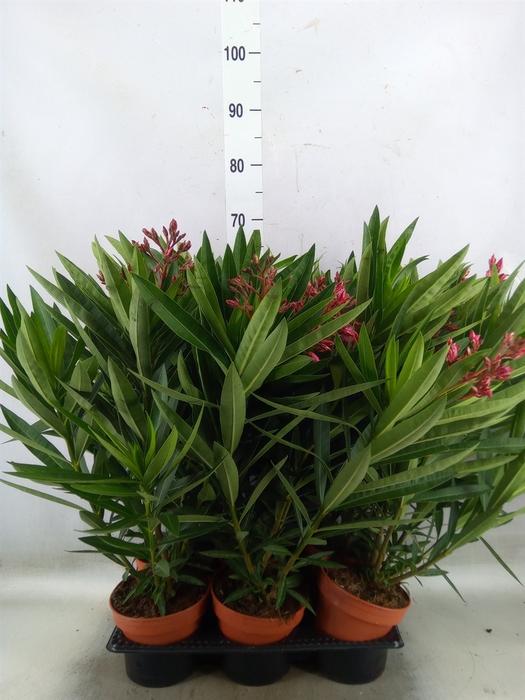 <h4>Nerium oleander   ...</h4>
