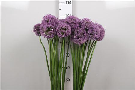 <h4>Allium Gladiator</h4>